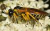 305491 – Photo : Christine DEVILLERS – Belgique